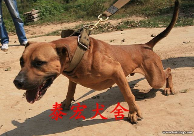 精品纯种比特犬 身体强壮超级凶猛战神级赛场英雄后代