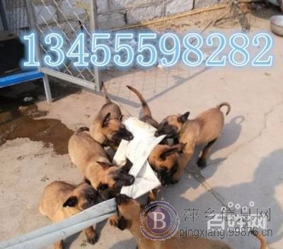 高品质双血统马犬幼犬价格 马犬多少钱一只 马犬图片